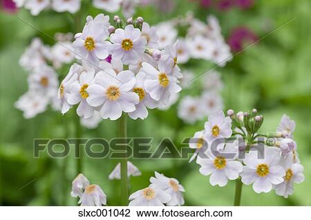 Stock Image - Rose flowers. Fotosearch