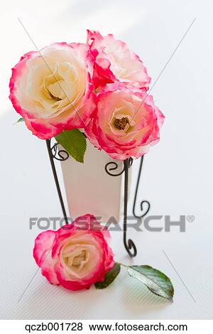 Rose flowers View Large Photo Image Stock Photo - Rose flowers. Fotosearch