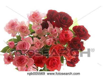 Rose flowers View Large Photo Image Stock Photo - Rose flowers. Fotosearch