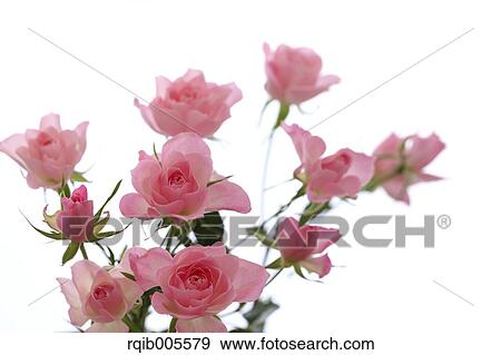 Rose flowers View Large Photo Image Stock Photo - Rose flowers. Fotosearch