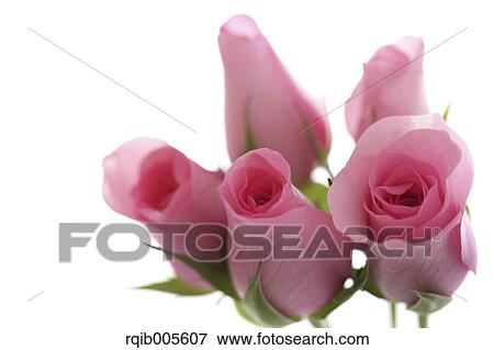 Rose flowers View Large Photo Image Stock Photo - Rose flowers. Fotosearch