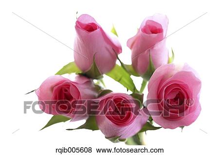 Stock Photo - Rose flowers. Fotosearch