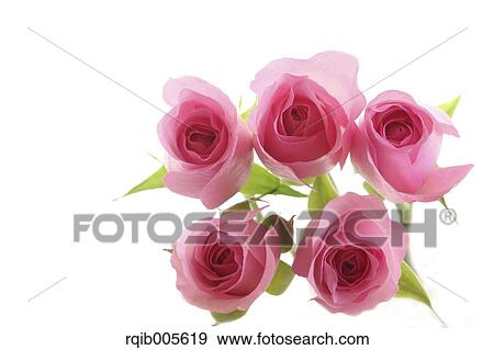 Rose flowers View Large Photo Image Stock Photo - Rose flowers. Fotosearch