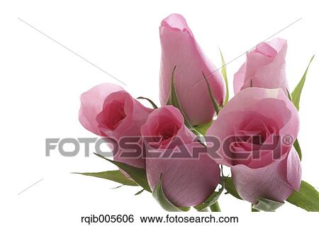 Stock Photograph - Rose flowers. Fotosearch