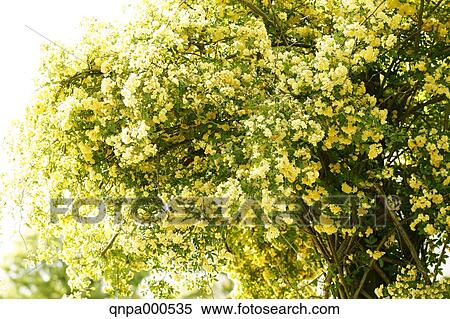 Stock Photography - Rose flowers. Fotosearch