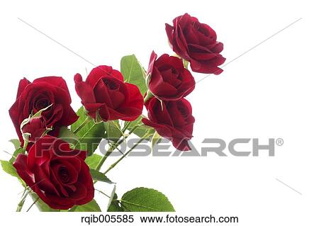 Stock Photography - Rose flowers. Fotosearch
