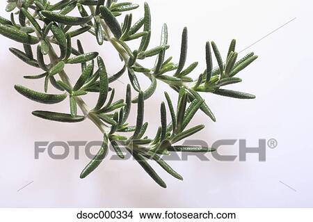 Rosemary View Large Photo Image Picture - Rosemary. Fotosearch