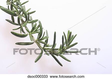 Rosemary View Large Photo Image Stock Image - Rosemary. Fotosearch