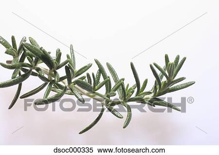 Stock Photography - Rosemary. Fotosearch