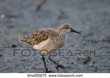 Ruff View Large Photo Image Stock Photography - Ruff. Fotosearch