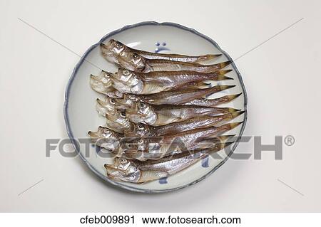 Sailfin Sandfish View Large Photo Image Stock Image - Sailfin Sandfish. Fotosearch