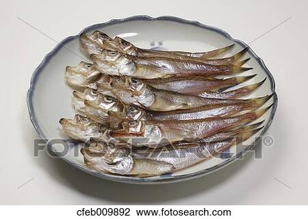 Stock Image - Sailfin Sandfish. Fotosearch