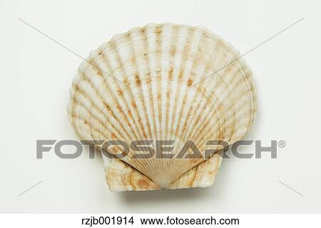 Scallop View Large Photo Image Picture - Scallop. Fotosearch