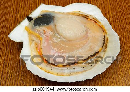 Scallop View Large Photo Image Picture - Scallop. Fotosearch
