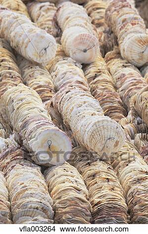 Scallop Shells View Large Photo Image Picture - Scallop Shells. Fotosearch