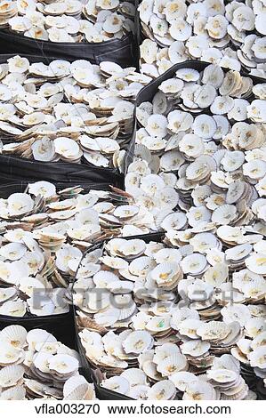 Scallop Shells View Large Photo Image Stock Image - Scallop Shells. Fotosearch