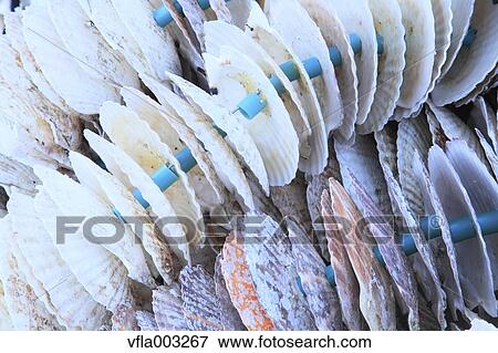 Scallop Shells View Large Photo Image Stock Photo - Scallop Shells. Fotosearch