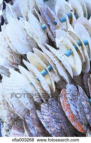 Scallop Shells View Large Photo Image Stock Photo - Scallop Shells. Fotosearch
