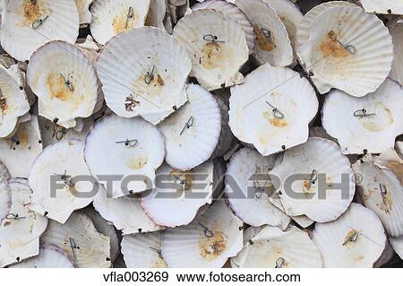 Scallop Shells View Large Photo Image Stock Photo - Scallop Shells. Fotosearch