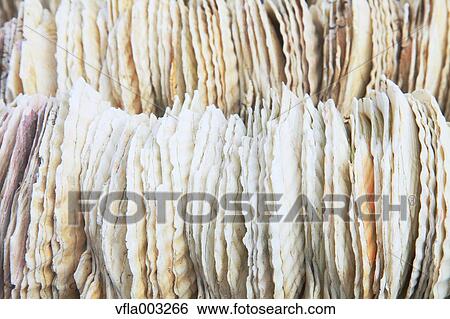 Scallop Shells View Large Photo Image Stock Photograph - Scallop Shells. Fotosearch