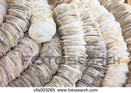 Scallop Shells View Large Photo Image Stock Photography - Scallop Shells. Fotosearch