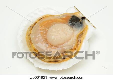 Scallop View Large Photo Image Stock Image - Scallop. Fotosearch