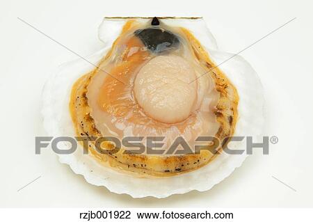 Scallop View Large Photo Image Stock Image - Scallop. Fotosearch