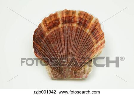 Scallop View Large Photo Image Stock Image - Scallop. Fotosearch