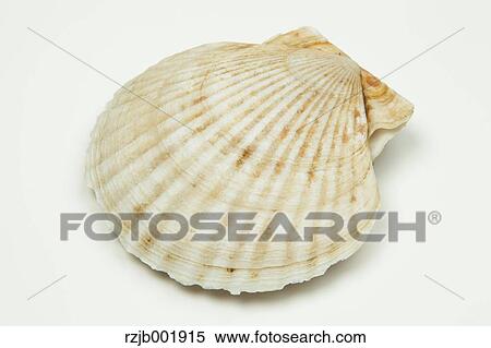 Stock Photography - Scallop. Fotosearch
