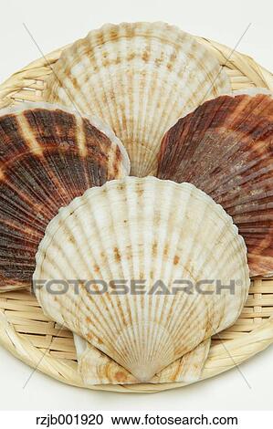 Scallops View Large Photo Image Stock Image - Scallops. Fotosearch