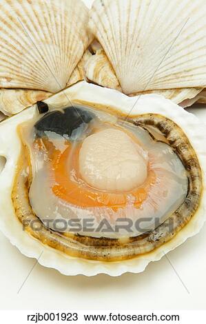 Scallops View Large Photo Image Stock Image - Scallops. Fotosearch
