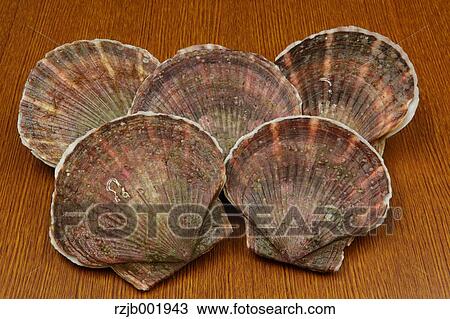 Scallops View Large Photo Image Stock Image - Scallops. Fotosearch