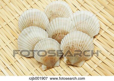 Scallops View Large Photo Image Stock Photo - Scallops. Fotosearch