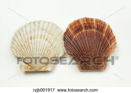 Scallops View Large Photo Image Stock Photo - Scallops. Fotosearch