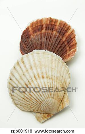 Scallops View Large Photo Image Stock Photo - Scallops. Fotosearch
