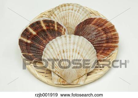 Scallops View Large Photo Image Stock Photo - Scallops. Fotosearch