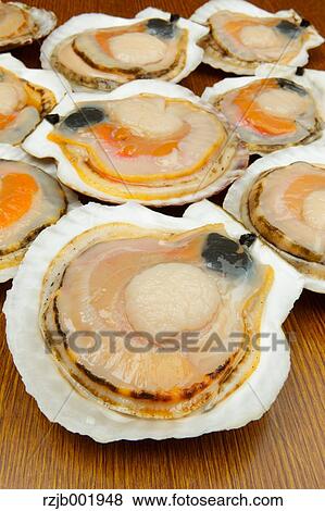 Scallops View Large Photo Image Stock Photo - Scallops. Fotosearch