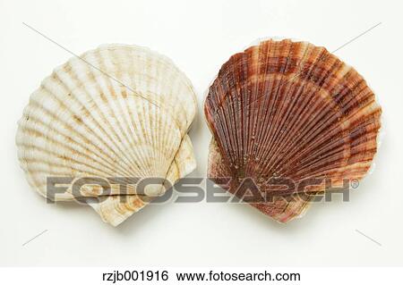 Scallops View Large Photo Image Stock Photograph - Scallops. Fotosearch