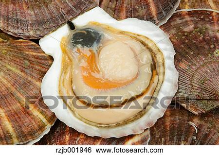Scallops View Large Photo Image Stock Photograph - Scallops. Fotosearch