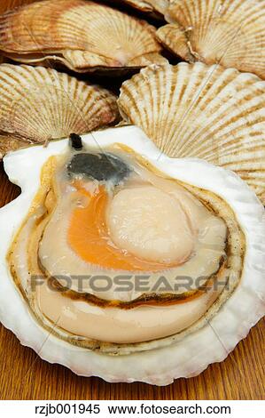 Scallops View Large Photo Image Stock Photography - Scallops. Fotosearch