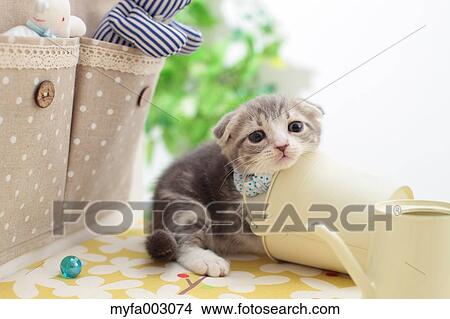 Scottish Fold View Large Photo Image Picture - Scottish Fold. Fotosearch