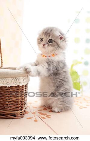 Scottish Fold View Large Photo Image Picture - Scottish Fold. Fotosearch