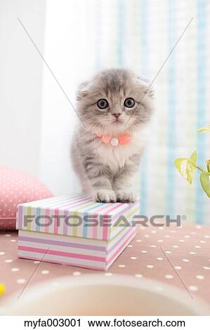 Scottish Fold View Large Photo Image Stock Image - Scottish Fold. Fotosearch