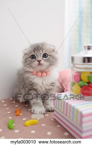 Stock Image - Scottish Fold. Fotosearch