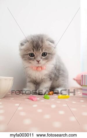 Stock Image - Scottish Fold. Fotosearch