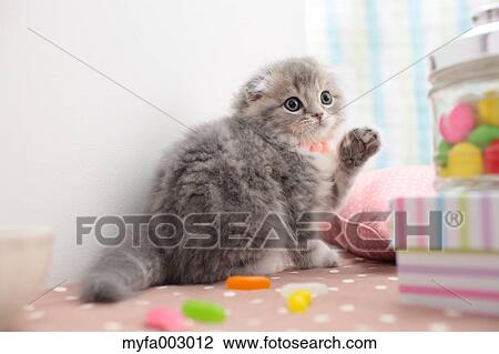 Stock Image - Scottish Fold. Fotosearch