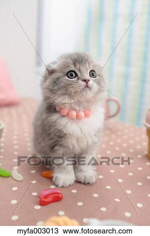Scottish Fold View Large Photo Image Stock Image - Scottish Fold. Fotosearch