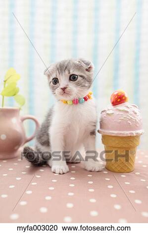 Scottish Fold View Large Photo Image Stock Image - Scottish Fold. Fotosearch