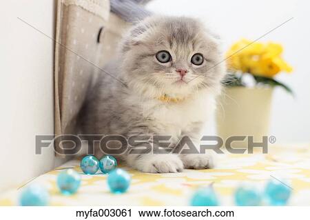 Scottish Fold View Large Photo Image Stock Image - Scottish Fold. Fotosearch