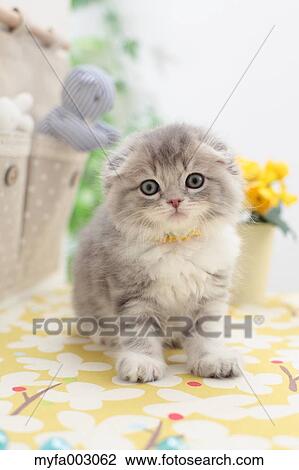 Stock Image - Scottish Fold. Fotosearch